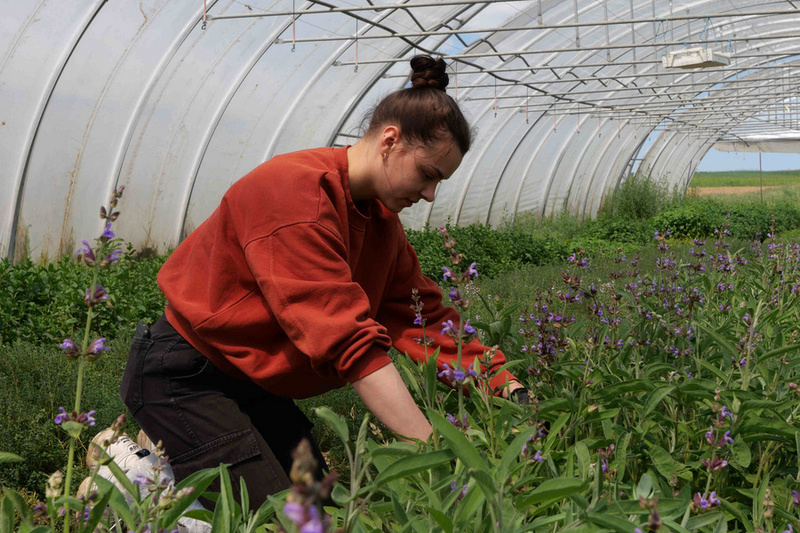 Eine Person in einem Gewächshaus wirkt beschäftigt, während sie Pflanzen mit lila Blüten pflegt. Die Umgebung zeigt üppiges Grün und die Struktur des Gewächshauses mit natürlichen Lichtquellen.
