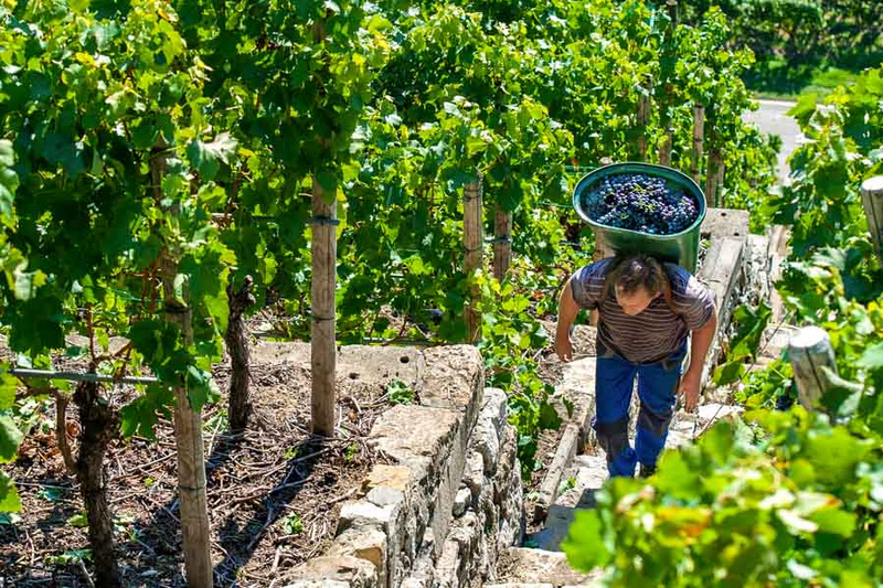 Ein Arbeiter trägt einen Korb voller Trauben auf seinem Rücken, während er eine steile Treppe zwischen Weinreben hinaufgeht. Die Sonne scheint und die grüne Vegetation umgibt ihn, was die Arbeit in den Weinbergen verdeutlicht.