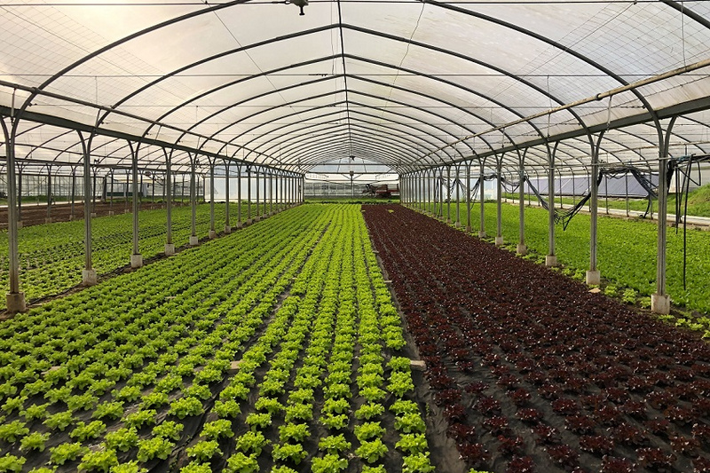 Ein Gewächshaus mit zwei parallelen Reihen von Salatpflanzen. Links wachsen grüne Pflanzen, während rechts rote Salatvarianten zu sehen sind. Die Pflanzen sind in regelmäßigen Abständen angeordnet und die Struktur des Gewächshauses ist gut sichtbar.